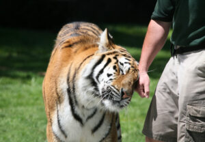 tiger pet