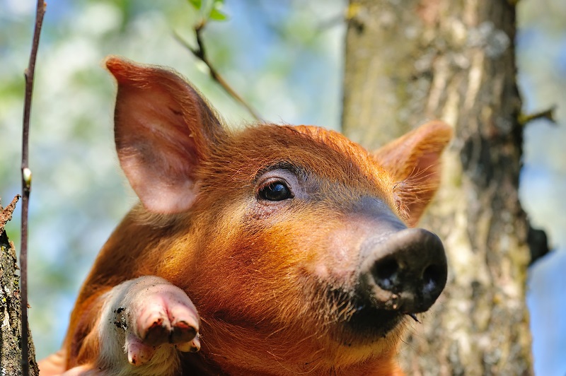 pig
